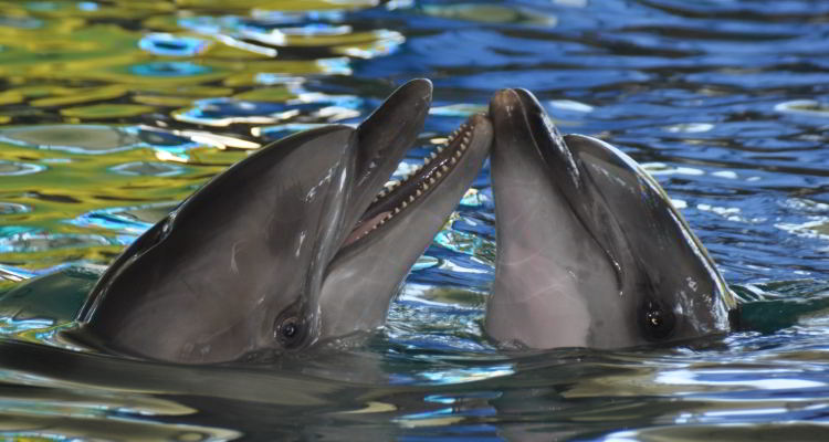 Дельфинарий в Партените