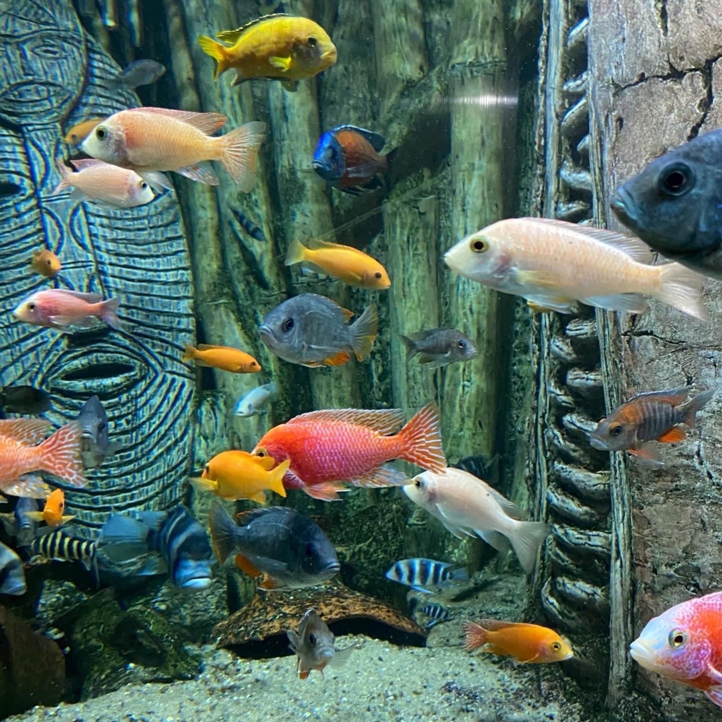 Достопримечательности Алушты - Алуштинский аквариум